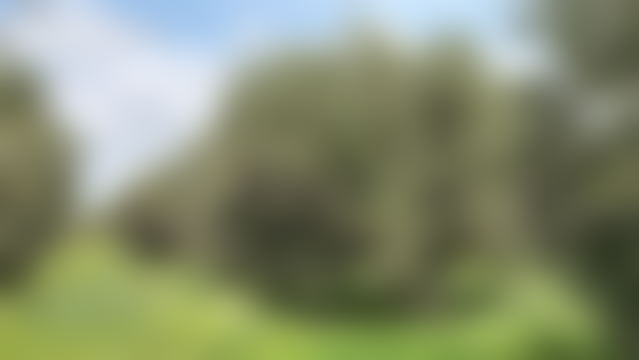 3-Hectare Agricultural Farm in Ait Ourir with Olive Grove — Ait Ourir