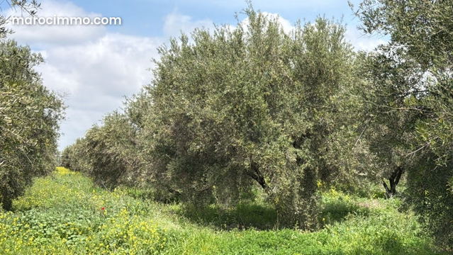 Jolie terrain de 30 000 m2 avec 300 oliviers productifs — Ait Ourir