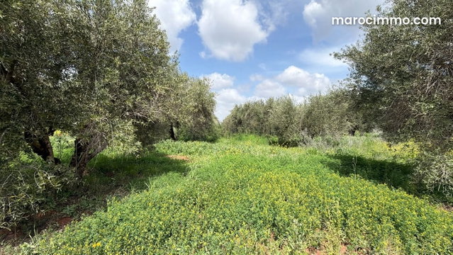 Jolie terrain de 30 000 m2 avec 300 oliviers productifs — 5