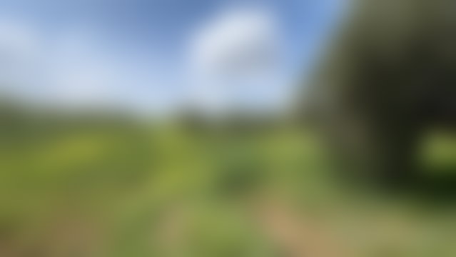 مزرعة زيتون جاهزة للإنتاج في آيت أورير — 2