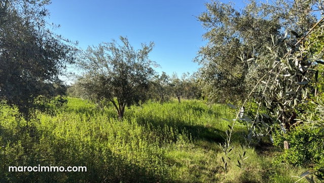 Agricultural Farm, 40,000 sqm, 900 Productive Olive Trees — 5
