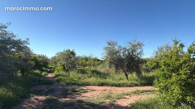 Agricultural Farm, 40,000 sqm, 900 Productive Olive Trees — 4