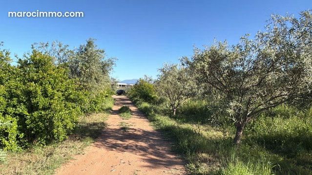 Agricultural Farm, 40,000 sqm, 900 Productive Olive Trees — 3