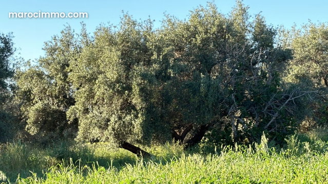 Agricultural Farm, 40,000 sqm, 900 Productive Olive Trees — 2