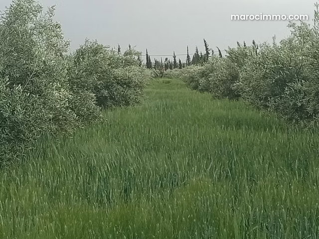 Belle ferme de 20 000 m2 avec mur, maison agricole — 2
