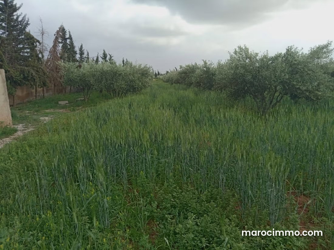مزرعة زيتون جاهزة للاستثمار بطريق فاس في مراكش — مراكش