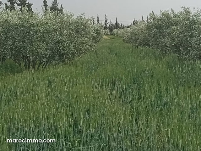 Belle ferme de 20 000 m2 avec mur, maison agricole — 3