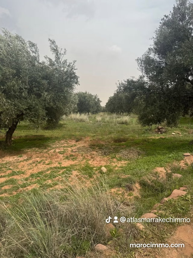 12 ha titled – potential 12 villas — 5