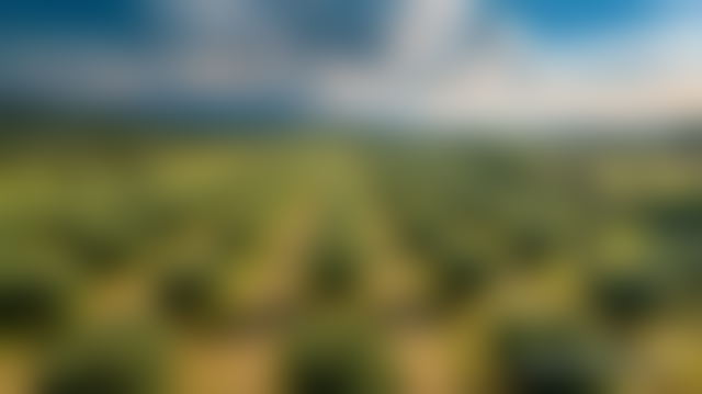 100 ha Olive Farm, Casablanca Road, Marrakech — Marrakesh