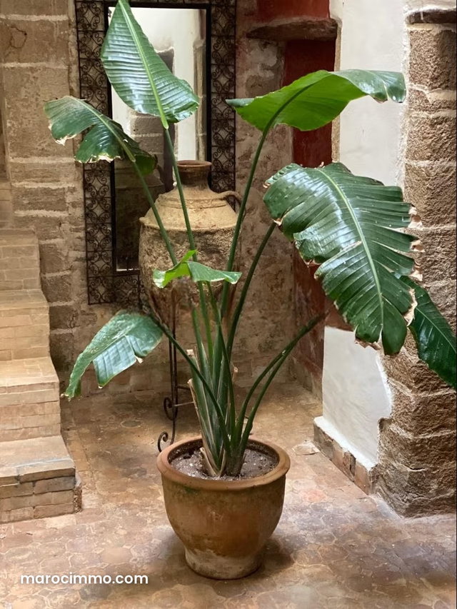 Magnifique Riad 5 Chambre au coeur de la médina — 5