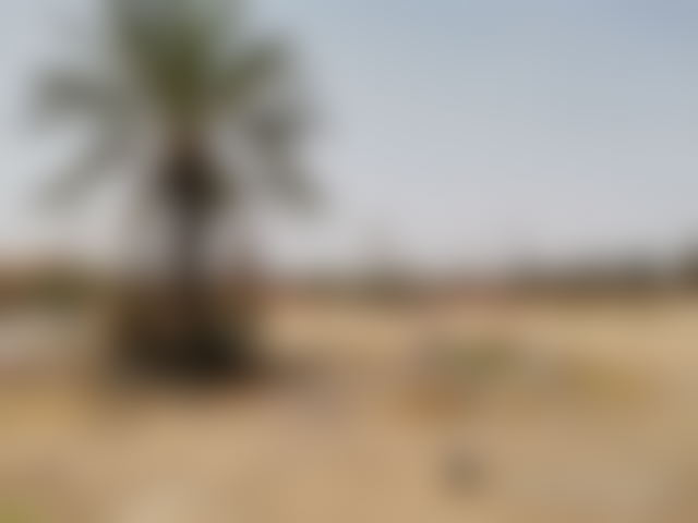 4-Hectare Plot in Marrakech's Palmeraie for a Hotel Project — Marrakesh