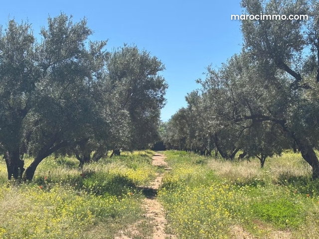 Exceptional Farm on Route de Fez — 4