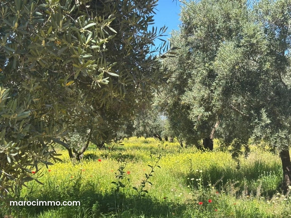 Olive Farm, 24,709 m², Fez Road, Marrakech — Marrakesh