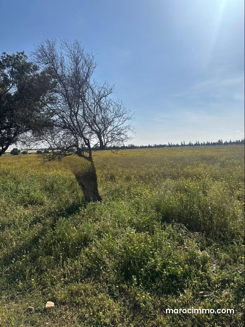 8-Hectare Plot of Land for Sale, Derb Rbat, Mohammedia — Mohammedia