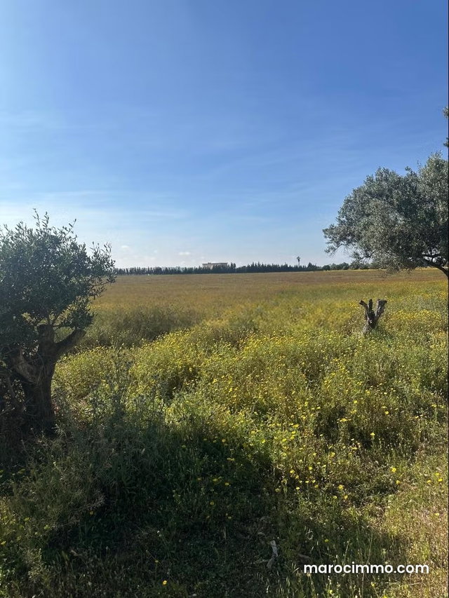 Beau terrain à la vente à Route de rabat. Surface de 80000 m² — 3