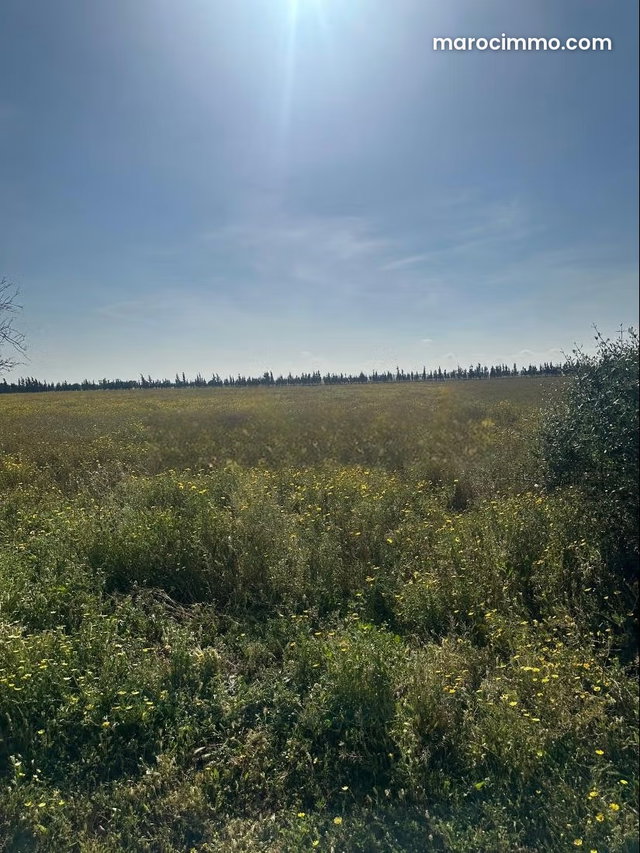 Beau terrain à la vente à Route de rabat. Surface de 80000 m² — 2