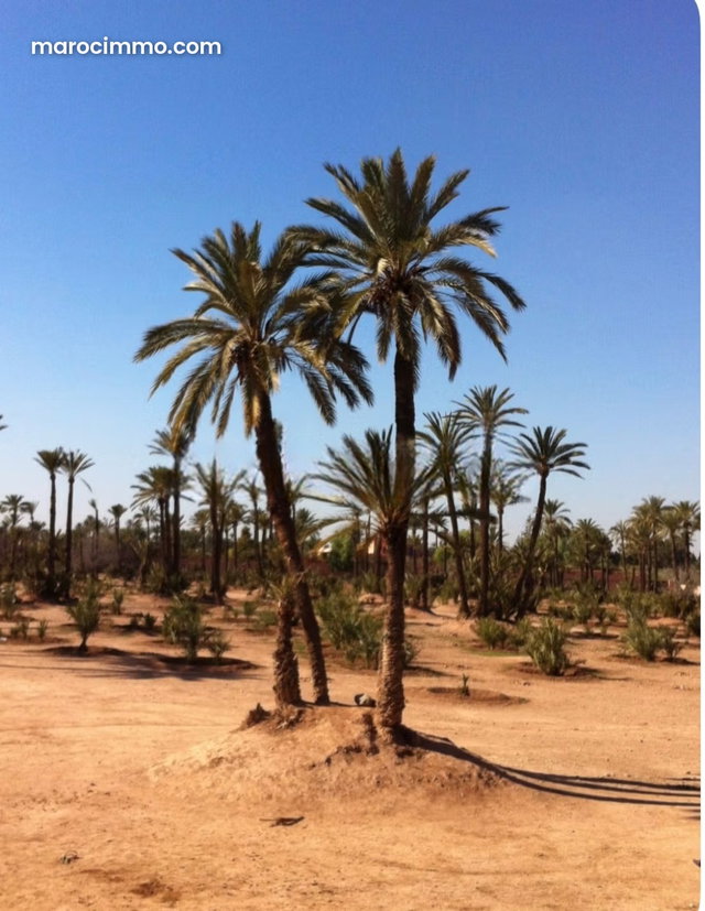 Projet neuf de villas à vendre à la Palmeraie Marrakech — 3