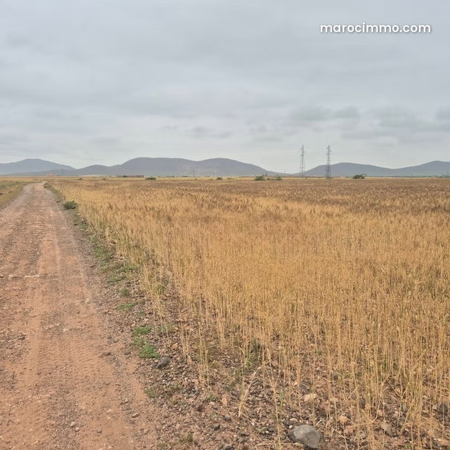 Vente de terrain titré à 13km Route Casablanca. Superficie 15000 m² — 3