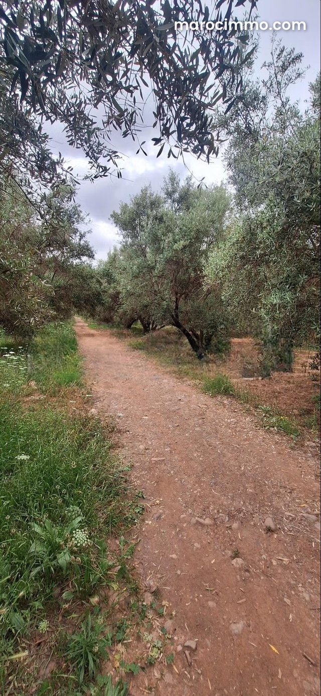 Terrain 6.5 Ha à Cherifia sur rte d'amezmiz — 2