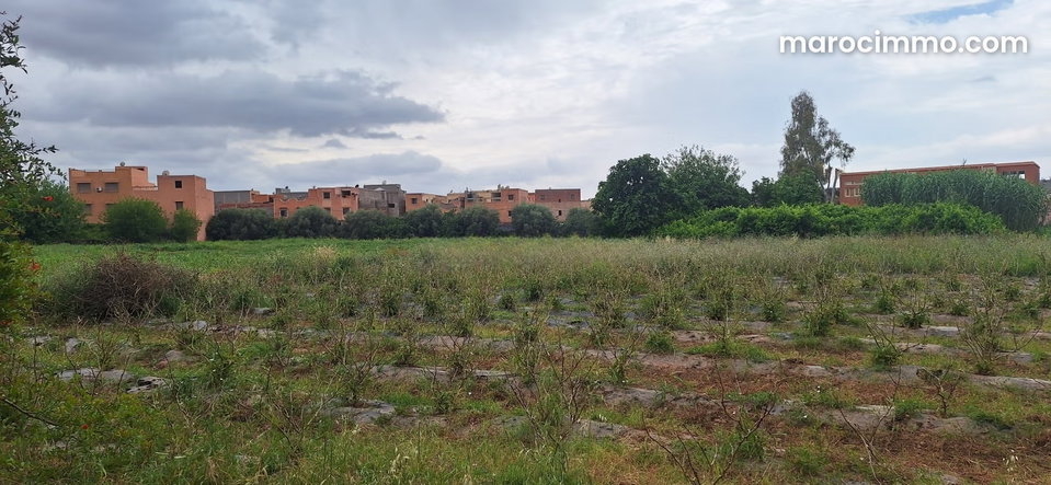 Terrain 6.5 Ha à Cherifia sur rte d'amezmiz