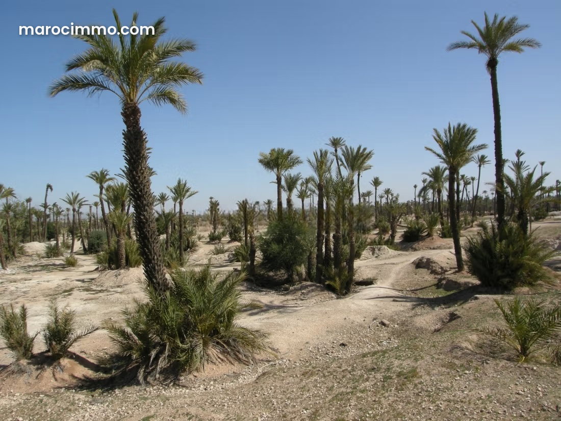 Terrain 250 m² Palmeraie, Marrakech, titré et constructible — Marrakech