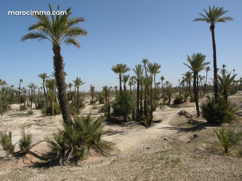 Top affaire vente lots à la palmeraie titrés Livrables de suite