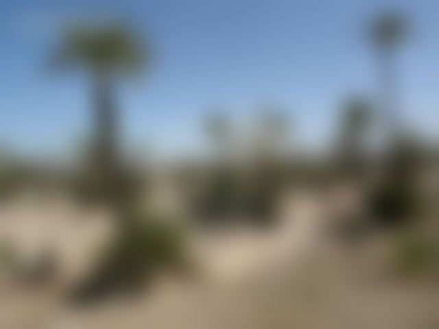 Terrain titré à la Palmeraie Marrakech prêt à bâtir — Marrakech