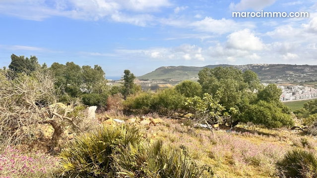 Terrain en vente à jbila. Surface de 1165 m² — 4