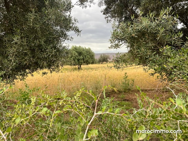 Terrain à vendre à Ait Faska. Surface de 3000 m² — 5
