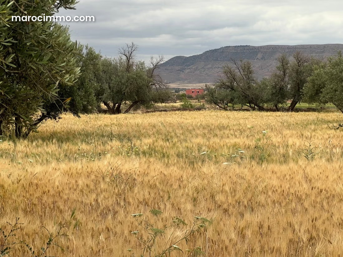 Titled 3,000 m² Plot in Fask, Land Investment Opportunity — Fask