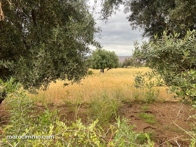 Terrain à vendre à Ait Faska. Surface de 3000 m² — 2