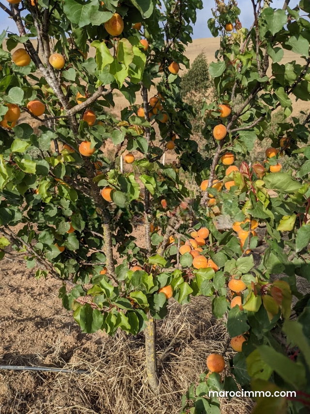 À Vendre – Ferme Agricole 1,5 Hectare, Région Tamesna / Sidi Bettach, 3 500 000 DHS — 2