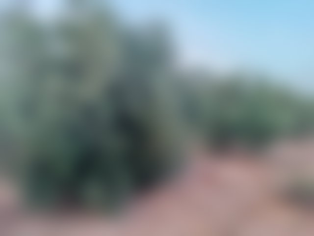 ضيعة فلاحية جاهزة للإنتاج بأوطاط الحاج قرب بولمان — 4