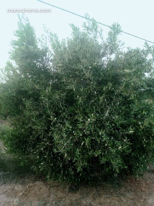 Une ferme située a otat lhaj boulmane — 3