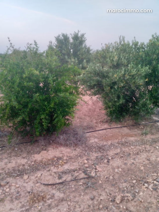 Une ferme située a otat lhaj boulmane — 2