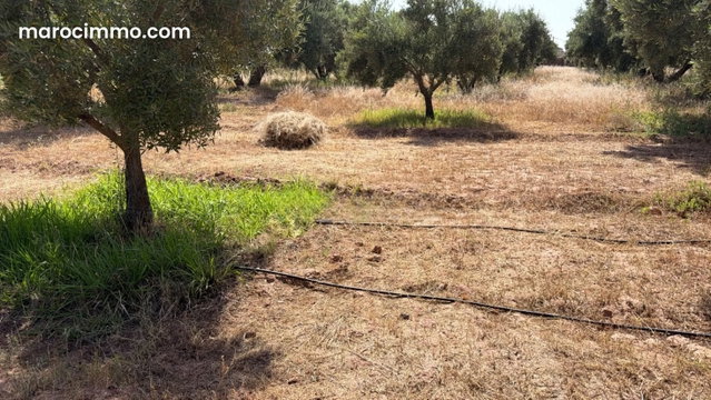 Terrain titré 2,5 Ha, muré avec 250 Oliviers — 4