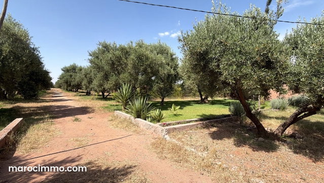 Terrain titré 2,5 Ha, muré avec 250 Oliviers — 3