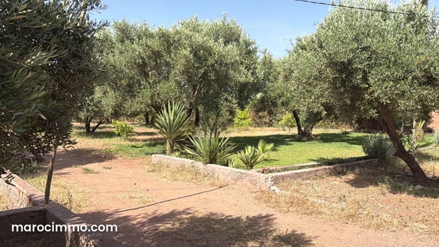 Terrain titré 2,5 Ha, muré avec 250 Oliviers — 5