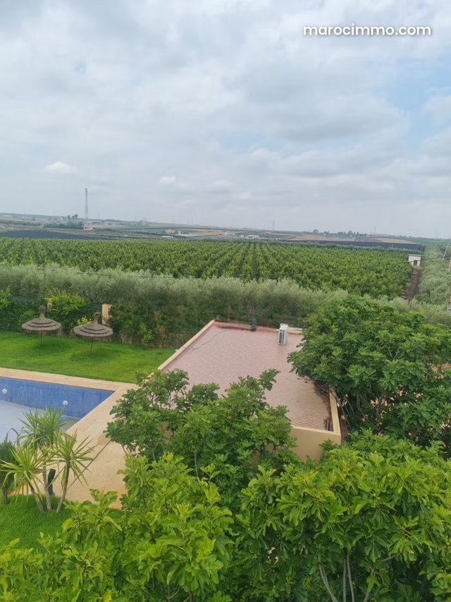 Luxury Farm Vines Kaki Chahdia Olive Trees with Modern Villa Pool Meknes 15 Hectares — 2