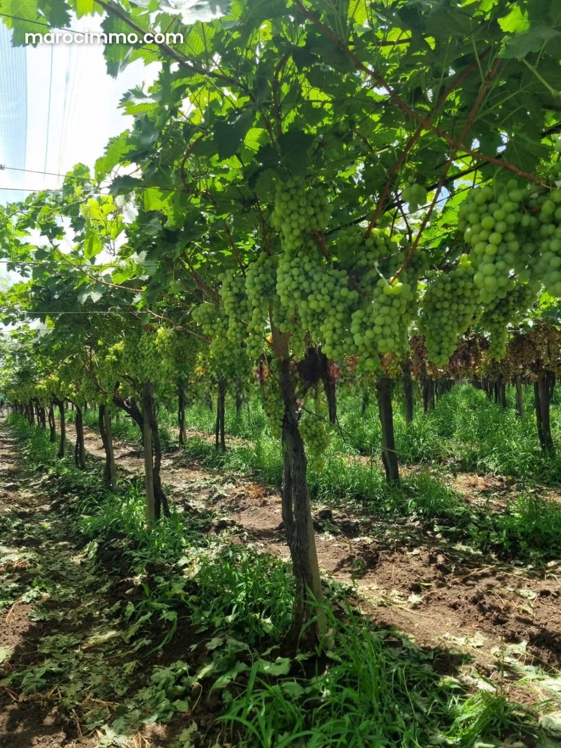 15-Hectare Vineyard Estate with Swimming Pool near Meknes — Meknes
