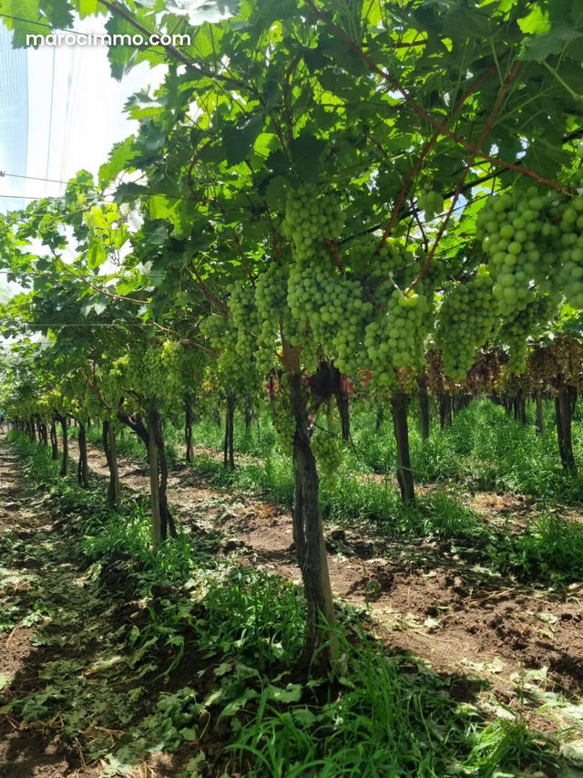Ferme de luxe Vignes kaki chahdia oliviers avec villa piscine moderne Meknes 15 hectares — Meknès