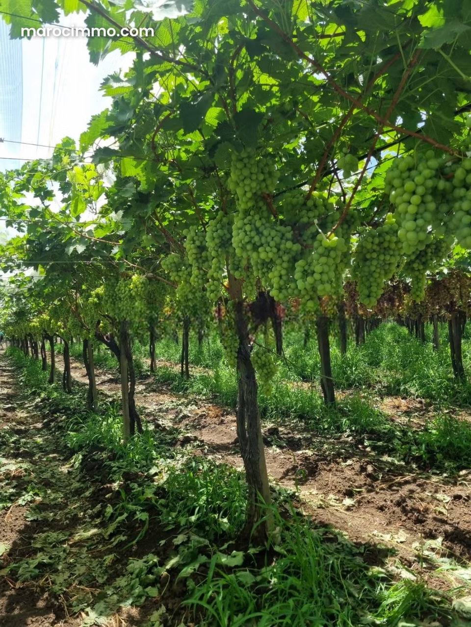 Luxury Farm Vines Kaki Chahdia Olive Trees with Modern Villa Pool Meknes 15 Hectares