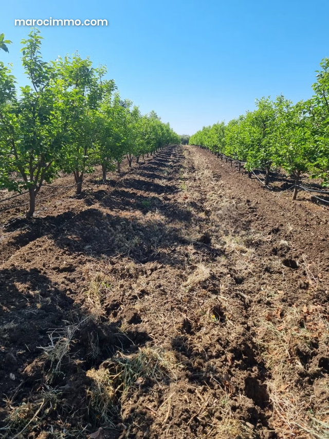 Luxury Farm Vines Kaki Chahdia Olive Trees with Modern Villa Pool Meknes 15 Hectares — 3