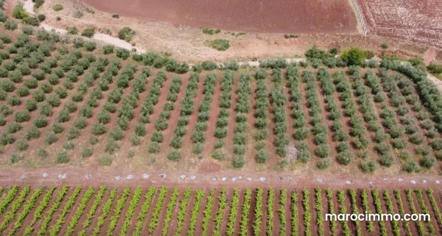 Well-equipped farm Ain aghbal proximity Domaine Zniber 4 hectares vines olive trees — 5