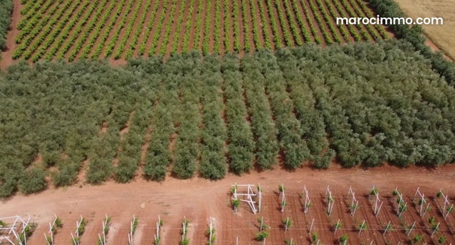 Well-equipped farm Ain aghbal proximity Domaine Zniber 4 hectares vines olive trees — 3