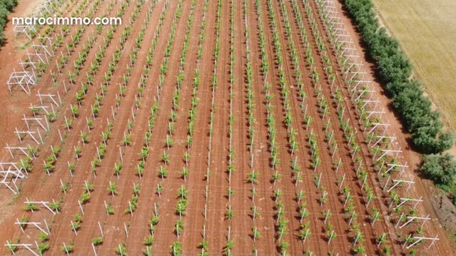 Well-equipped farm Ain aghbal proximity Domaine Zniber 4 hectares vines olive trees — 2