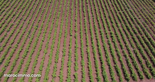 Well-equipped farm Ain aghbal proximity Domaine Zniber 4 hectares vines olive trees — 4