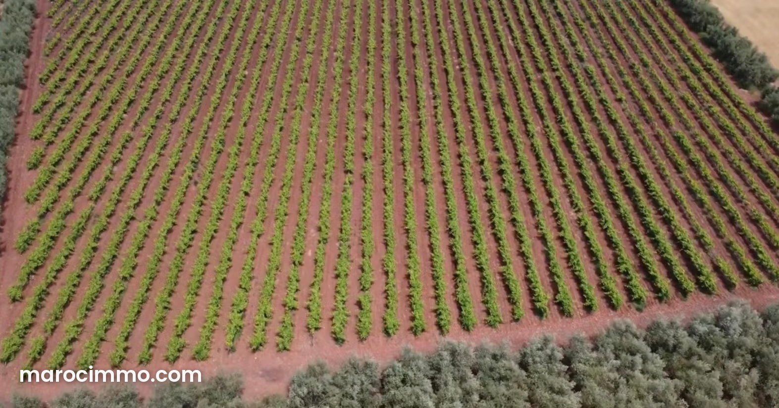 4-hectare farm near Marjane 2 in Meknes for sale — Meknes