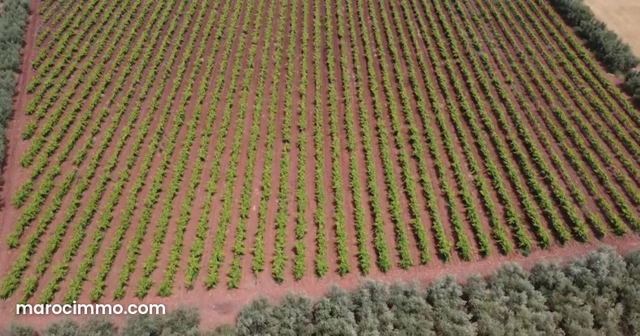 Ferme bien équipée Ain aghbal proximité domaine zniber 4 hectares vignes oliviers — Meknès