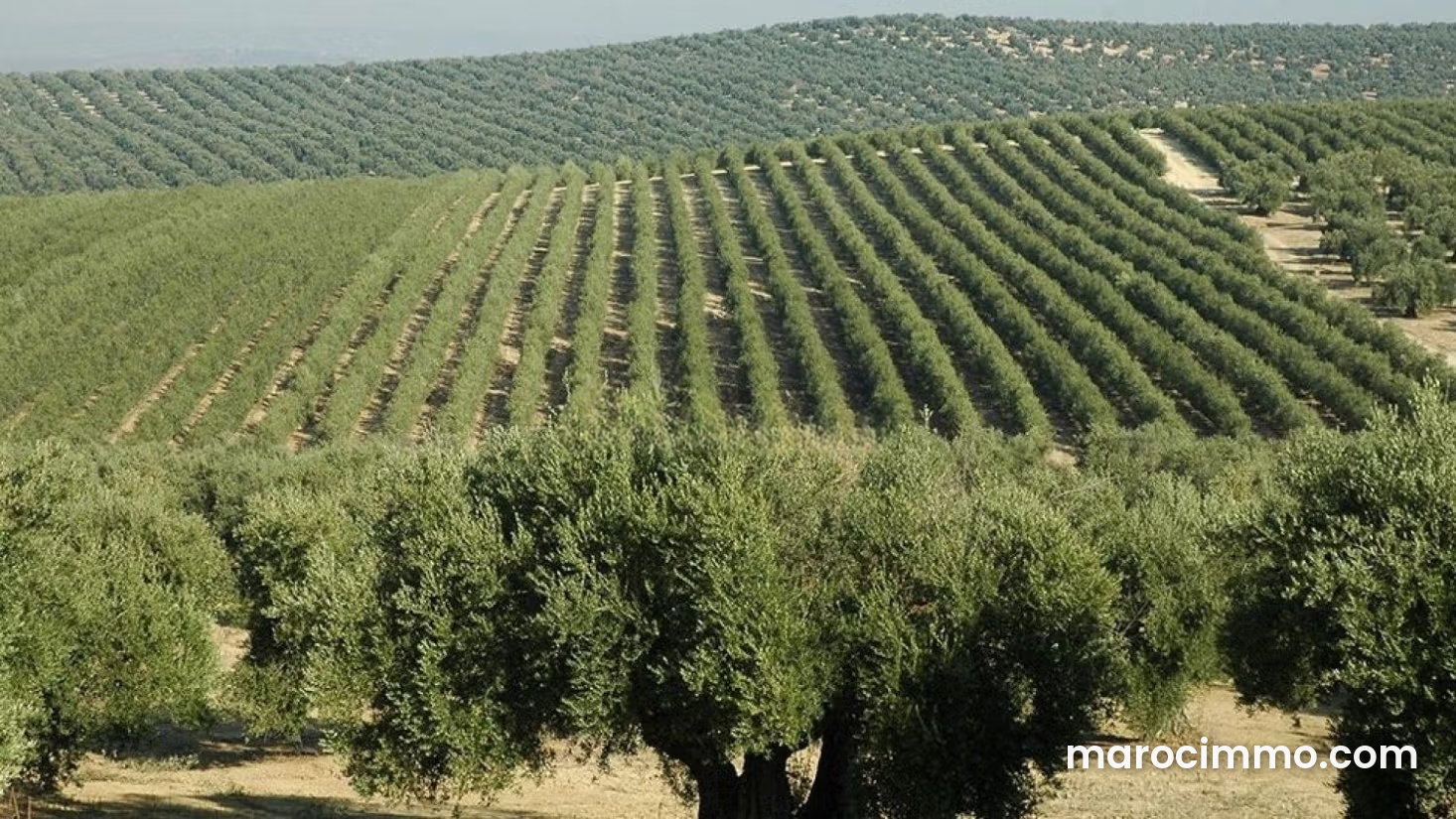 Large Agricultural Estate for Sale near Meknes Marjane 2 — Meknes